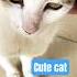 Total Stranger Cat Gesture Towards Our First Meet Song Video Cute Cat Kitten Cutecat