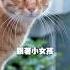 喵寶真是So Lucky CADO浪愛在一起 瘦弱的喵寶走到遠方 最終是誰在等待他呢
