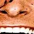 YTP American Sicko