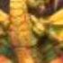 Dio Guilty