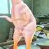 New Dj Chicken Dance Remix Chickendance Chickensong Roostersound