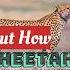 How Cheetah Makes Sound In Movies Jawan I Wish King Khan Makes Another Blockbuster Jawantrailer