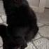 Huculka Huculka Dog Shorts Funny Doglover Huculka
