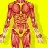 What Happens To Your Body While You Are Having Sex