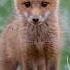 Not A Wolf Not A Fox It S A Golden Jackal