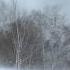 Winter Wind 1 Hour Relaxing Snowstorm Sound Winds Blowing Snow Across Forest Meadow