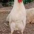 Rooster Crowing Natural Sound Village Birds Chicken