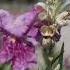 Chilopsis Desert Willow Bubba With August Belmont Nursery Fresno CA