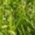 The Green Leaves Of Summer Brothers Four