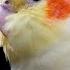 Sexy Whistle For Cockatiel Training 1 Hour