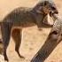 Mongoose And Snake Fight Newala Or Sarp Ki Ladai Nicevideo Viralvideo