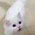 Cute Cat Videos Cat Videos Compilation 2022 322 Funny Cat Videos2022 Atb Animal Videos