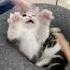 Cute Cat Videos Cat Videos Compilation 2022 114 Funny Cat Videos2022 Atb Animal Videos