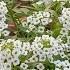 Care Of Alyssum Plant Sweet Alyssum Plant How To Grow And Care Alyssum Plant