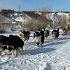 Ice Sled Dogs Yakutia Snow Sleddogs Snow North Siberia Pole Yakutia Yakutsk Dogs Russia