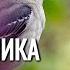 ЭТОТ СЕРИАЛ ПОРВАЛ ТОПЫ ПО ПРОСМОТРАМ В СЕТИ СКОРЕЕ СМОТРИ ПОКА ЕГО НЕ ЗАКРЫЛИ УЛЫБКА ПЕРЕСМЕШНИКА