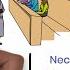 HUMAN NEEDS And Their CLASSIFICATION