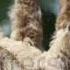 Twisted Sloth Lazy Unaus Eating Sloth Brown Throated Happy Hanging Sloth Happy Sloth