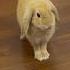 This Funny Bunny Will Make Your Day Funnybunny Bunnyshorts Animals Funnyanimals