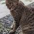 Brimsley Guarding The Gate Tabby Cat Kitten Kittenlife Catlover Purr Catdaily Kawaii Cute