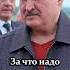 Лукашенко Корова должна стоять во дворце Почему животное заслужило памятник Shorts