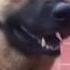 Eyy Gtfo Outta Here Dog Meme