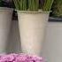 Mangalore Flower Shop Song Music