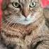 Девочки мои хорошие Cat Cats Catlove Catlovers Funny Funnyvideo котики кошка приколы юмор
