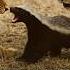 Honey Badger Vs Two Lions The Fight No One Expected HoneyBadger LionVsHoneyBadger AnimalFight