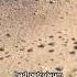 The Shining Of Karakum Shorts Shortsvideo Youtubeshorts