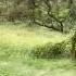 Tales Of The Vienna Woods Waltz By Johann Strauss II