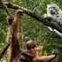 Orangutan Vs Snow Leopard Canopy Duel
