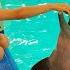 Dolphins Show And Feed Dolphins Play With Cute Animals