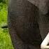 Elephants For Children Learn All About Elephants FreeSchool