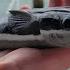 A Pelican Ate My Remora