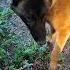 Shorts Dog Beautiful Malinois Animals Chihuahua India Indonesia