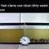 How Fast Clams Can Clean Dirty Water Over 2 Hours
