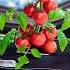 Would You Eat A Plant From Space