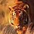 Small To Big Animals Transformation Beast Mode ON Animals Animaltransformation
