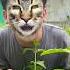Kucing Minta Susu Shorts