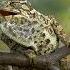 Chameleon Speaking Out Loud In The Wild Chameleon Chameleonsound Wild Nature Wildlife HA38952