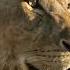 The Lions Rule Bloodlines