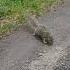 Lil All Day Squirrel Wildlife Nature Park Dianarecker7441