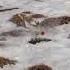 Rabbit Upland Hunting Yft Smallgame
