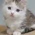 Adopt Junona Adorable Munchkin Kitten With Odd Eyes Black Smoke Spotted Tabby MunchkinKitten