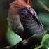 Birds Sounds Birds Singing Without Music Birds Chirping In The Forest Soothing Nature Sounds