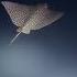 Spotted Eagles Rays Everywhere In Belize