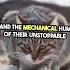 Great Cat War 1