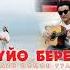 Сени суйо беремин