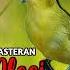 MASTERAN PLECI TEMVAKAN KEKINIAN 2024 DAHSYAT Shortsvideo Shortsfeed Youtubeshorts